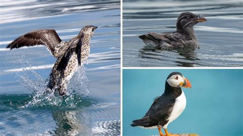 Image result for Sparrow Identification Guide