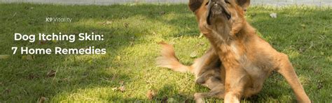 7 Home Remedies for Dog Itchy Skin & Rashes | K9 Vitality