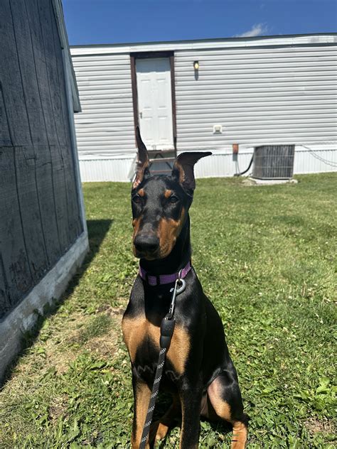 Red Doberman Pinscher With Uncropped Ears