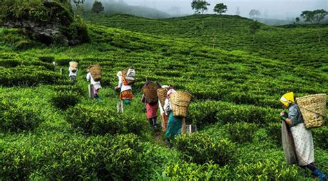 Tea Garden Workers in Tripura's Manu Valley Fear Starvation amid Corona ...