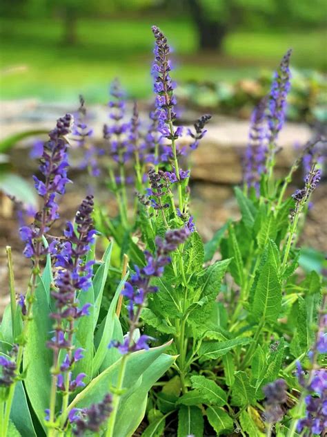 Plant Files May Night Salvia May Night Perennial Salvia – Connon