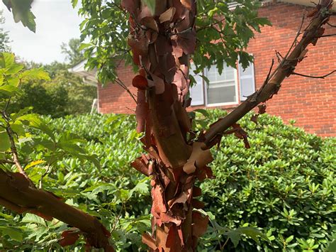 Buy Acer griseum - Paperbark Maple — Mr Maple │ Buy Japanese Maple Trees