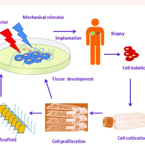 Tissue Engineering 的图像结果