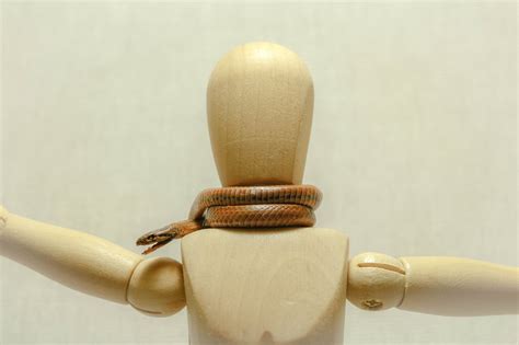 Image result for Snake Catching Adders