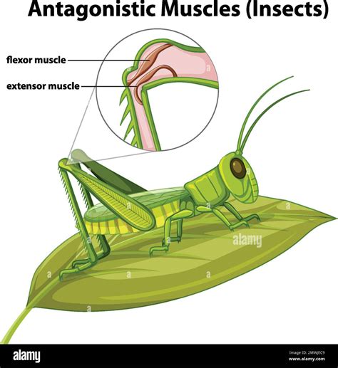 Antagonistic Muscles (Insects) concept vector illustration Stock Vector ...