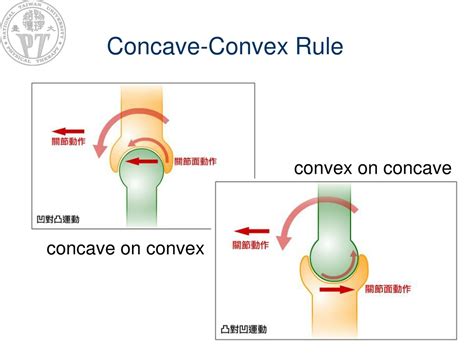 PPT - Peripheral Joint Mobilization -- Shoulder Joints PowerPoint ...