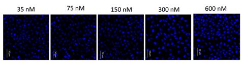 Image result for DAPI Staining 101