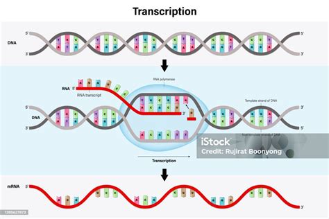 RNA Transcript 的图像结果
