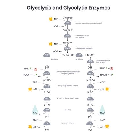 Glycolysis Diagram With Enzymes