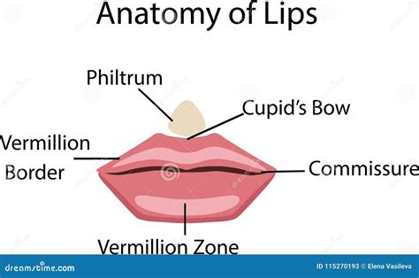Parts Of A Lip at Sandra Moody blog