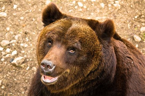 Davvero gli orsi ci vedono come loro prede? - Focus.it