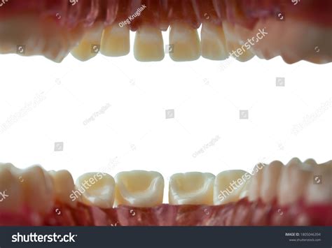 23,104 Inside Mouth Images, Stock Photos & Vectors | Shutterstock