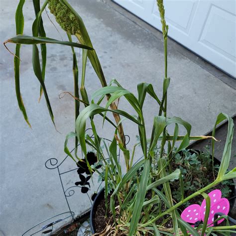 Why Are There Brown Spots on My Corn Leaves?