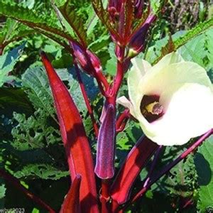 Biosnyg ™PSAU-64 RED-OKRA SpinelessHeirloom Seed Price in India - Buy ...
