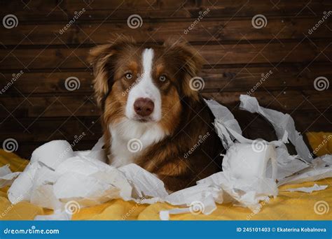 Why Do Dogs Eat Toilet Paper