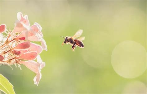 Download wallpaper flower, nature, bee, section nature in resolution ...