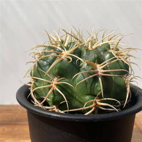Gymnocalycium vatteri【ギムノカリキウム・強棘バッテリー・実生】 | RIMO'S GREEN 【Saboten ...