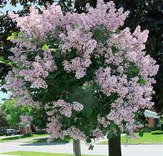 lilac tree amberlane amberpetites updates embroidering bridal hankies lilac tree amberlane amberpetites updates embroidering bridal hankies