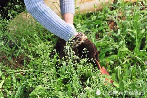 河北黄骅：家种野菜香飘市场-人民图片网