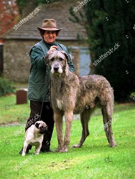 Is The Irish Wolfhound The Largest Dog In The World