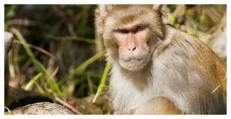 生肖猴的“前世今生”！特别是1968年的属猴人，看看有你家的谁？
