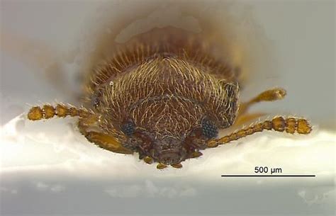 Image result for Microcrypticus Scriptum