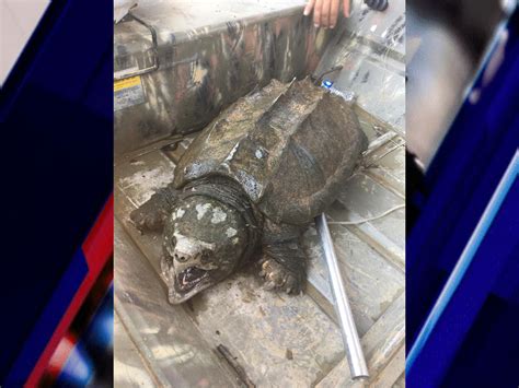 Giant Alligator Snapping Turtle Bite