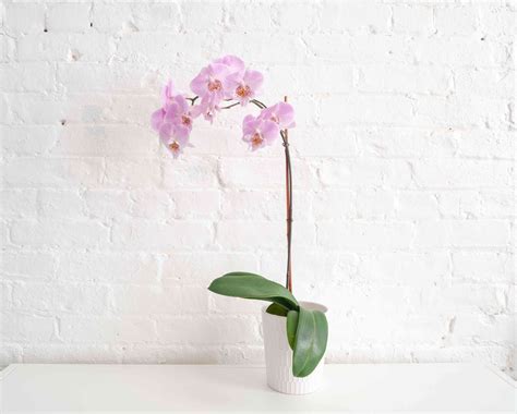 Orchid: Plant Care & Growing Guide