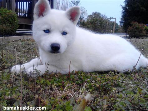 White husky puppy with blue eyes Siberian Husky Puppies For Sale