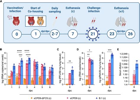 A non-transmissible live attenuated SARS-CoV-2 vaccine: Molecular Therapy