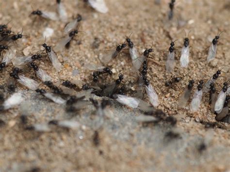 Tiny Ants With Wings