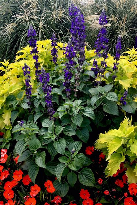 The Best Companion Plants For Sunpatiens - postgradoderechouaem