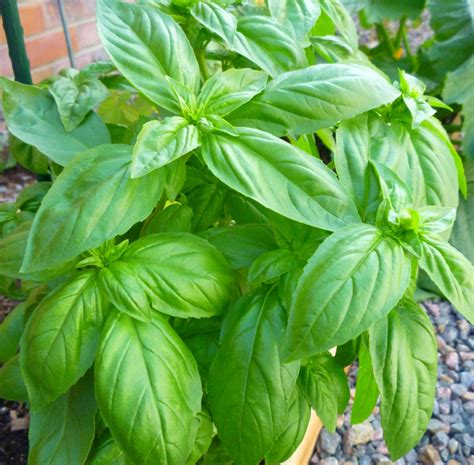 How to Care for Sweet Basil - Dengarden