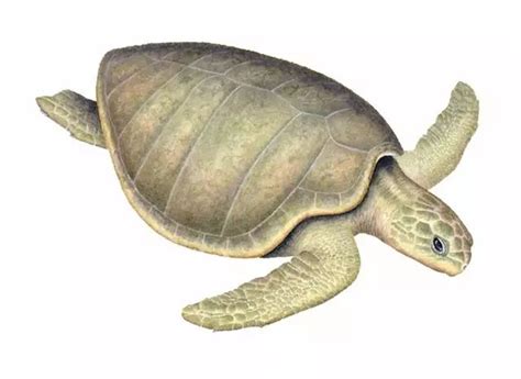 红海龟图片_百度百科