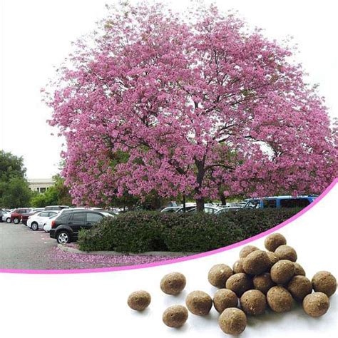 Buy Just Throw and Grow Tree Seed balls - 100 Seed balls online from ...