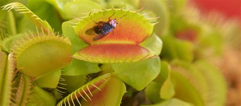 Nature Plants 的图像结果