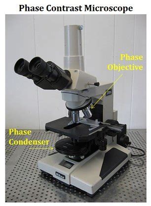 Image result for Phase Contrast Microscopy Applications