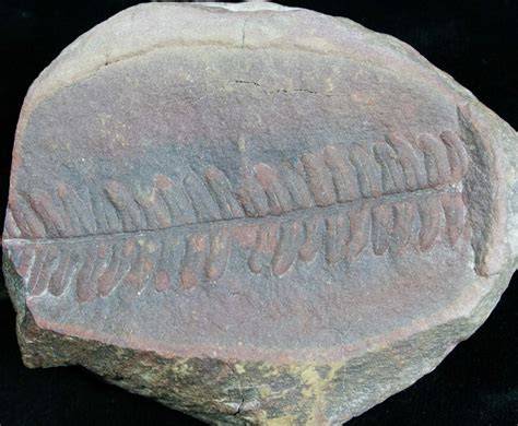 300 Million Year Old Fern Fossil - Mazon Creek (#4899) For Sale ...