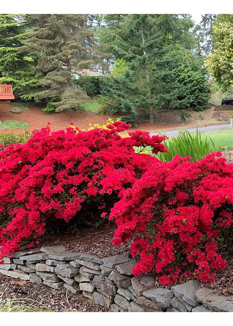 Azalea 'Hino Crimson' 1 Gallon - The Garden Corner