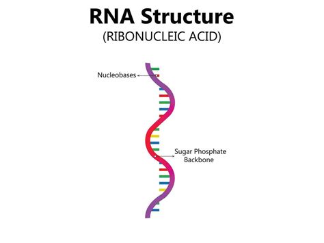 Basic Structure of RNA 的图像结果