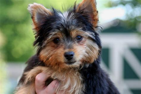 Yorkie Terrier Chihuahua Mix