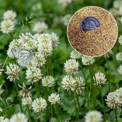 J PLUS T 300g(0.66LB)-400,000! White Clover Seeds for Lawn Canada ...