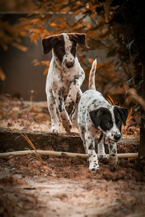 Black Dog Run Photos, Download The BEST Free Black Dog Run Stock Photos ...