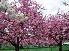 nomi fiori giapponesi alberi giapponesi alberi latifolie caratteristiche nomi fiori giapponesi alberi giapponesi alberi latifolie caratteristiche
