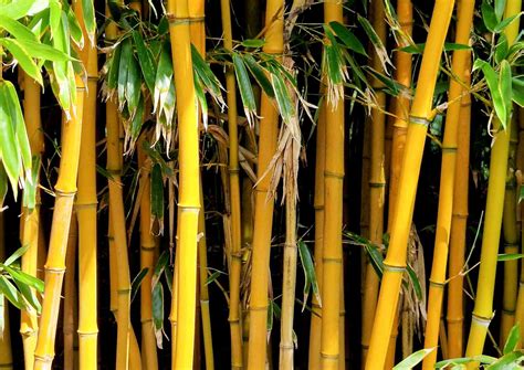 15 Types of Bamboo to Grow in Your Garden