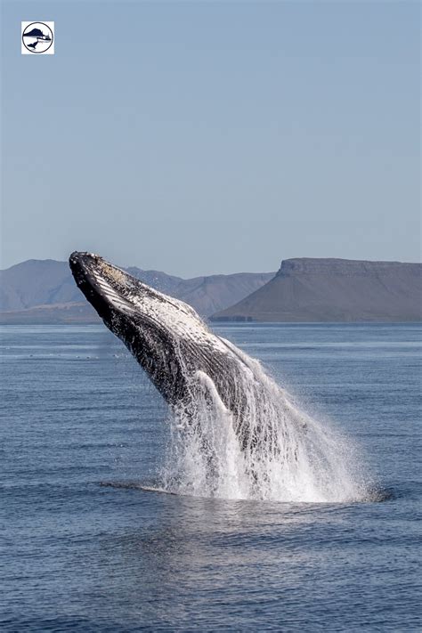 Whale watching in iceland – Artofit