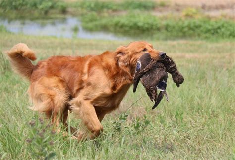 Intheblind Field Golden Retrievers – Golden Retrievers, Victoria, Australia