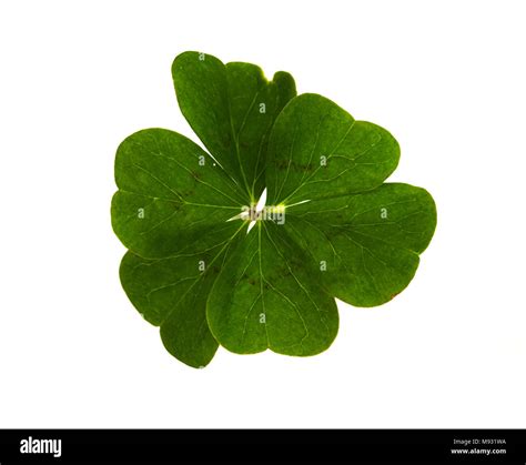 Natural and irregular six-leaf clover isolated over a white background ...