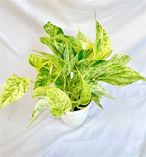 scindaspus-njoy – Dream Green