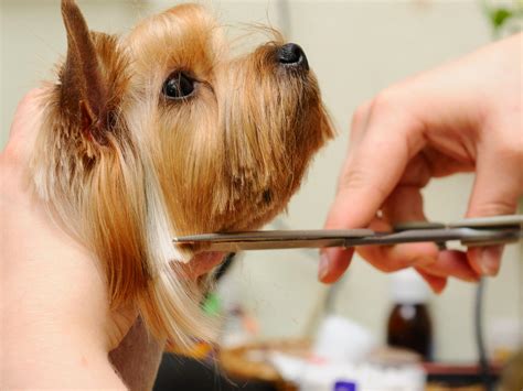 8 Benefits of Hire a Professional Pet Grooming – Alpha Grooming Mobile ...